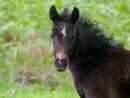 Horses – Konie